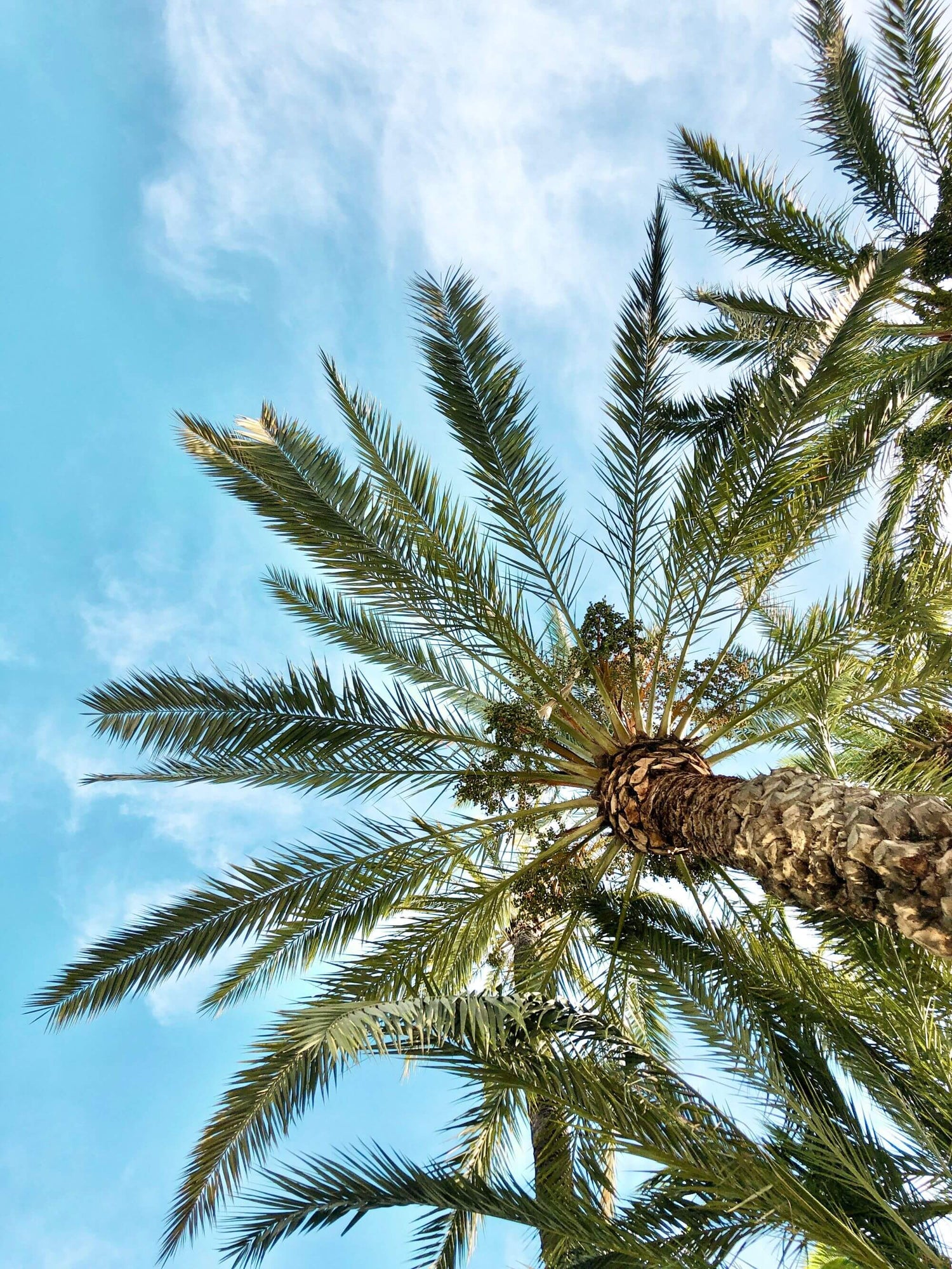 Dates Fruit palm tree